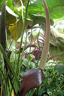 Anthurium Watermaliense – Cape Oasis