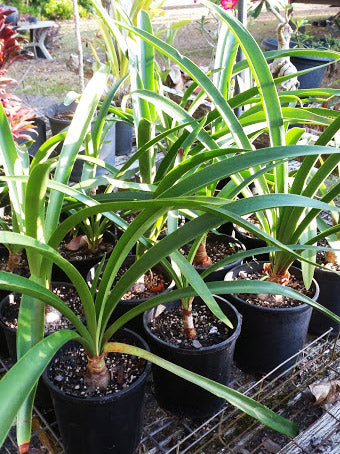 Hippeastrum Papilio – Cape Oasis