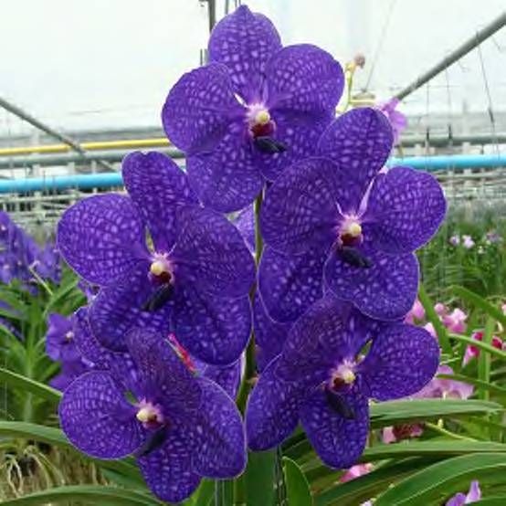 Vanda Pachara Delight FCC/JOGA Cape Oasis