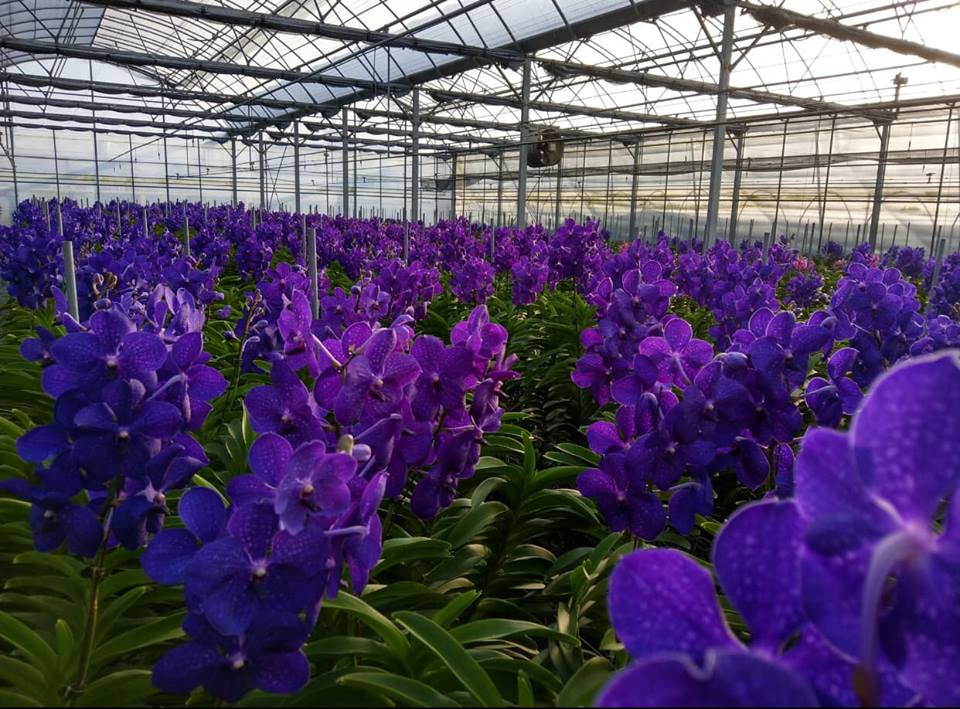 Vanda Pachara Delight FCC/JOGA Cape Oasis