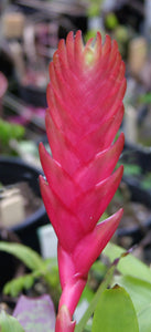 Vriesea Pink Cockatoo
