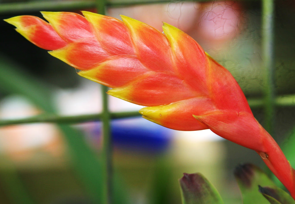 Vriesea Rubyae – Cape Oasis