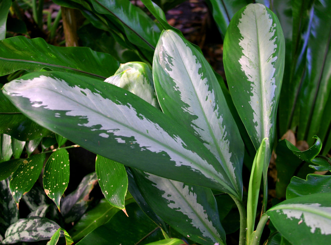 Aglaonema Ernesto's Favourite