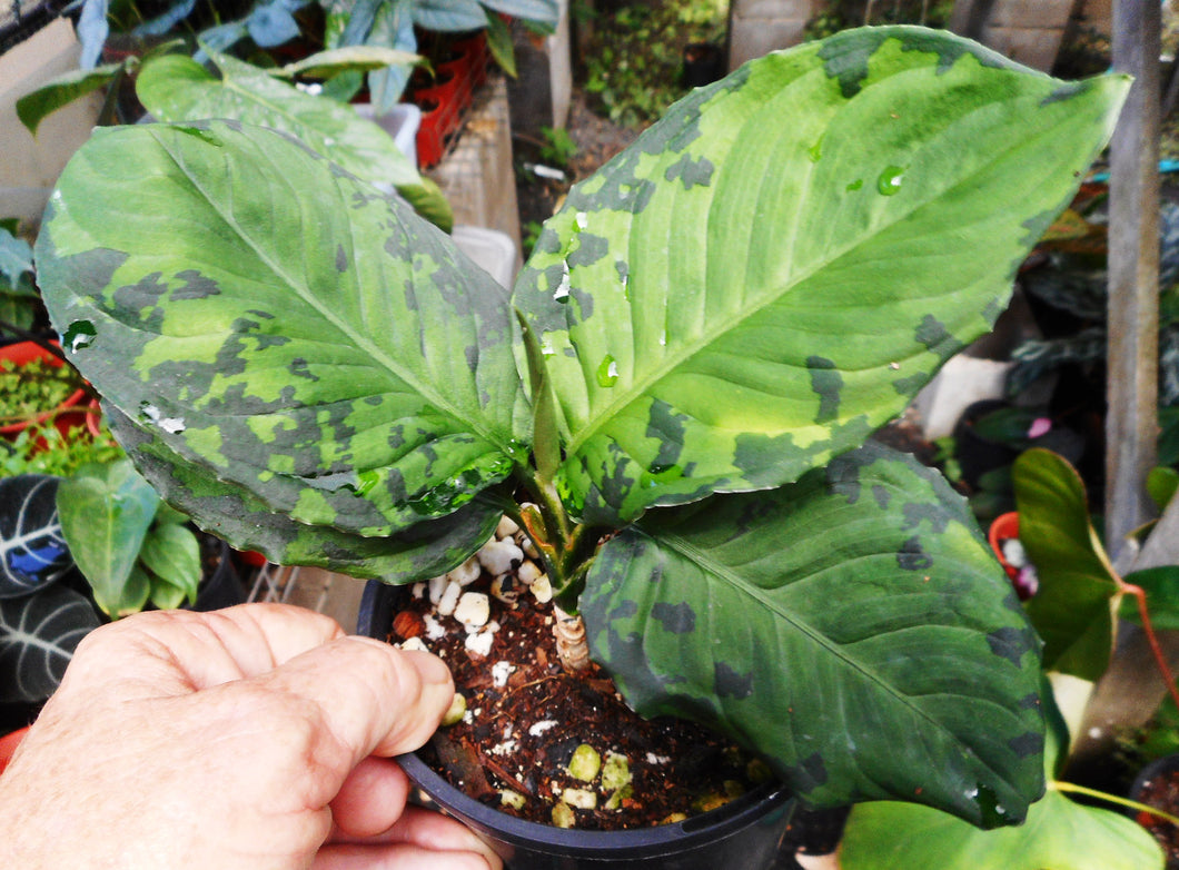Aglaonema Pictum Tricolor x Metallica