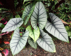 Alocasia Bisma Silver