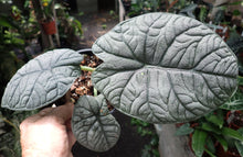Alocasia Melo