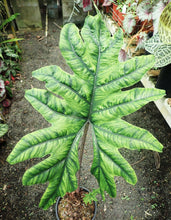 Alocasia Tandurusa (Syn: Jacklyn)
