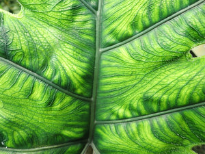 Alocasia Tandurusa (Syn: Jacklyn)