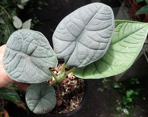 Alocasia Melo