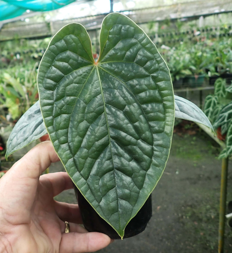 anthurium luxurians price Anthurium Luxurians – Cape Oasis