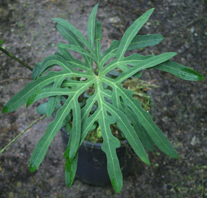 Anthurium Podophyllum – Cape Oasis