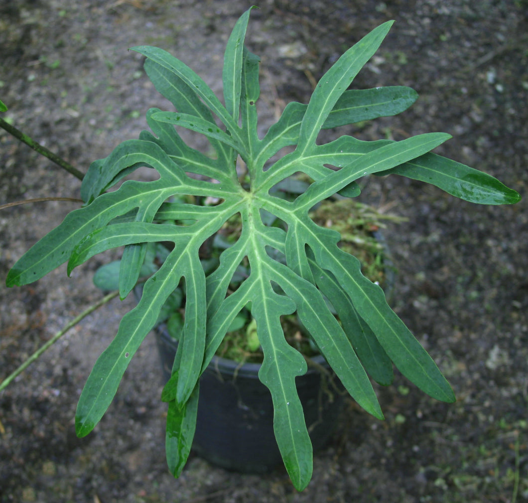 anthurium podophyllum Anthurium Podophyllum – Cape Oasis
