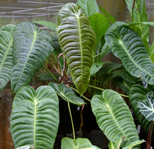 Anthurium Veitchii 'King Anthurium"
