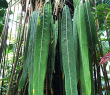 Anthurium Vittorifolium 'STRAP LEAF TYPE"