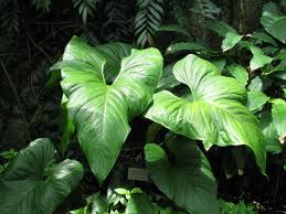 Anthurium Watermaliense