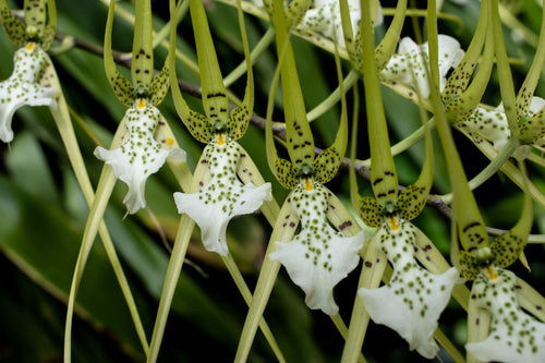 Brassia Verrucosa