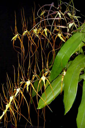 Brassia Longissima