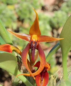 Bulbophyllum Basisetum