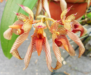 Bulbophyllum Bicolor