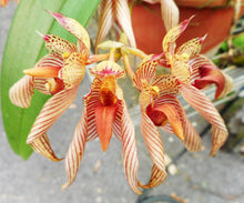 Bulbophyllum Phyu Phyu Sein