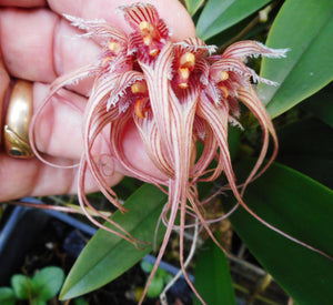 Bulbophyllum Sanguineo-punctatum
