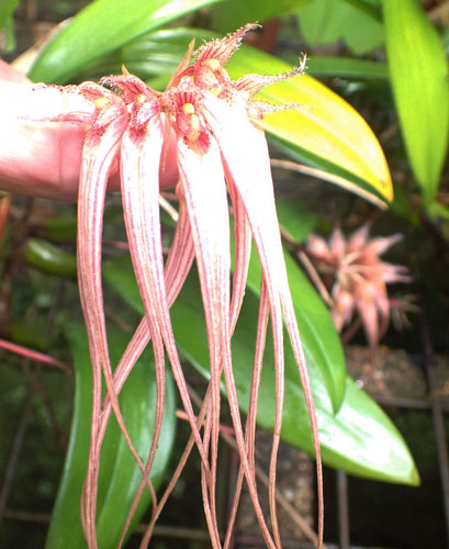 Bulbophyllum Sanguineo- Punctatum x Longissimum