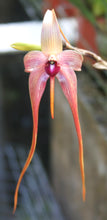 Bulbophyllum Phyu Phyu Sein