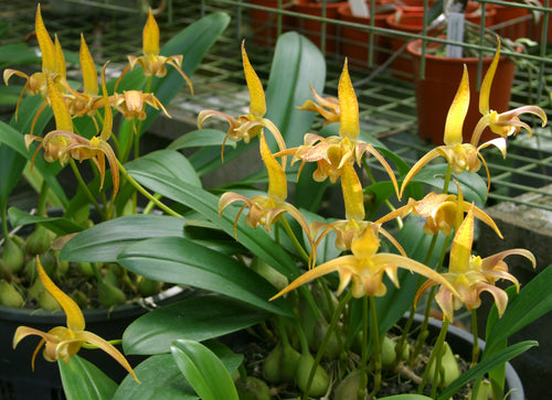 Bulbophyllum Lobbii var. Lobbii