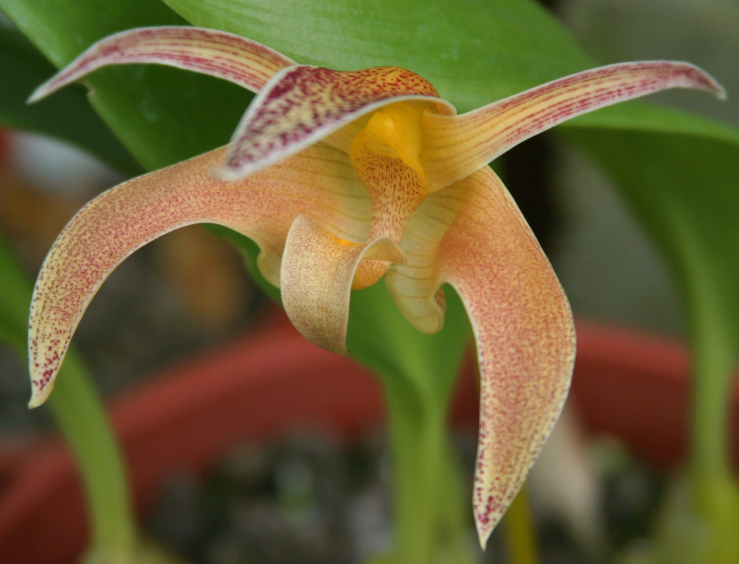 Bulbophyllum Polystictum