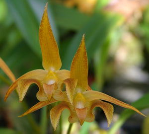 Bulbophyllum Lobbii var. Lobbii