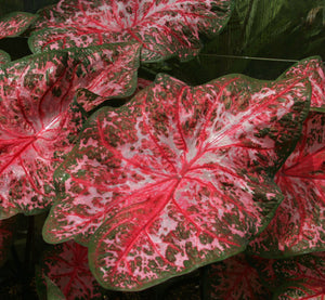 Caladium Carolaine Wharton