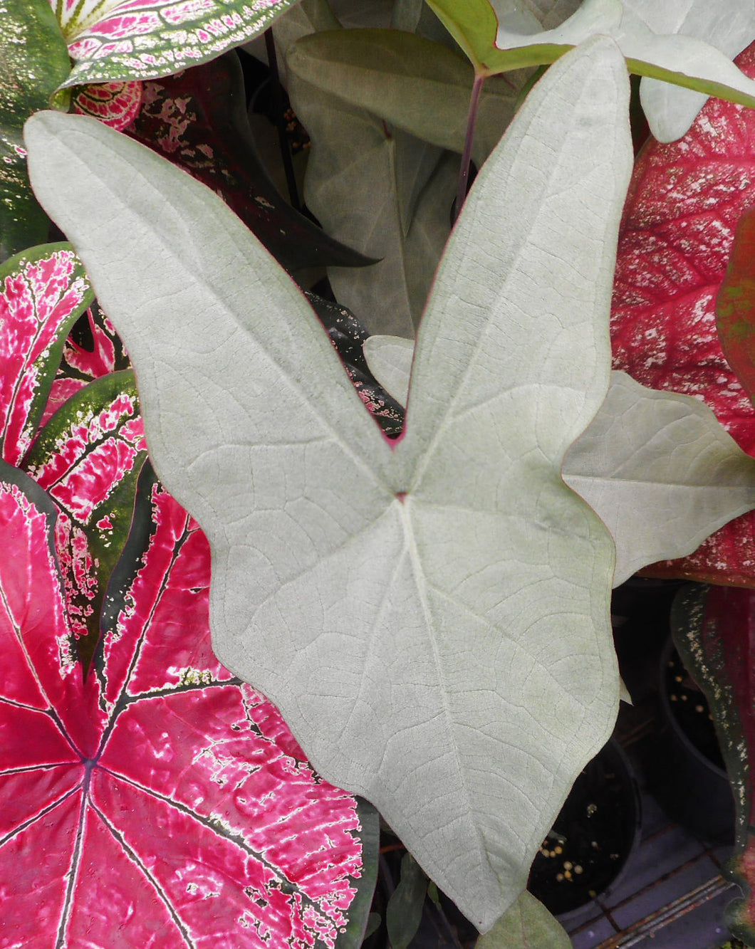 Caladium Picturatum 'Silver'