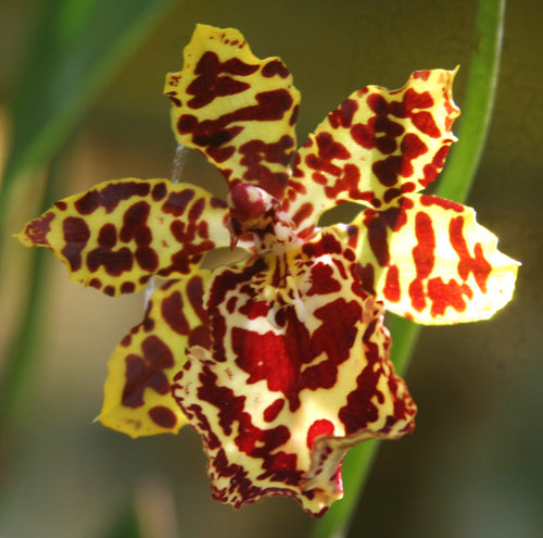 Colmanara  (Oncostele) Wildcat 'Leopard'