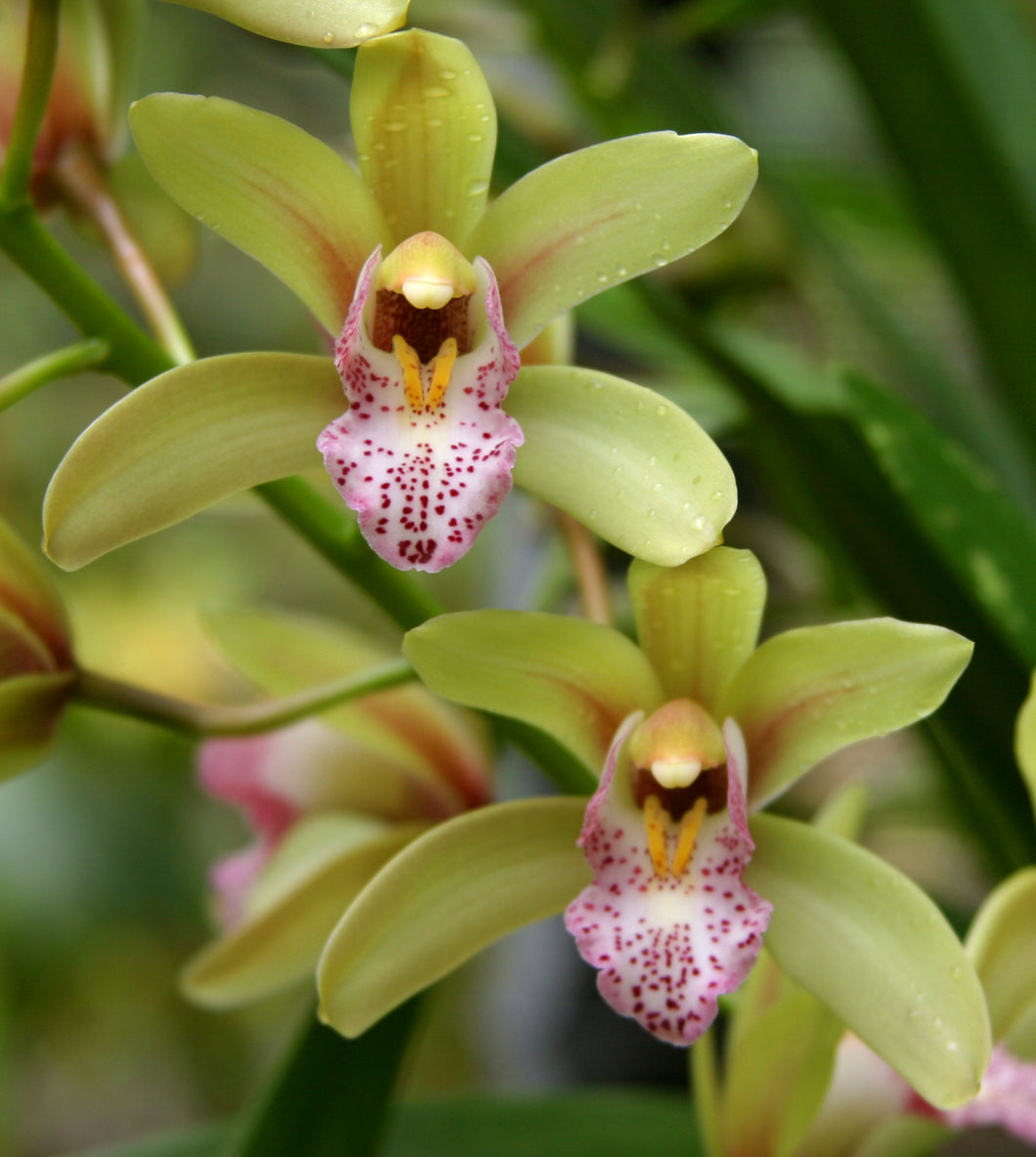 Cymbidium Wilpena 'Camden'