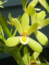 Cymbidium Chloranthum var. Grandiflorum