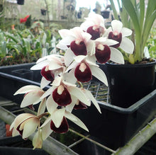 Cymbidium Go Salinas