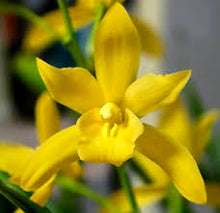 Cymbidium Golden Elf 'Variegata'