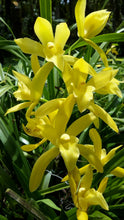 Cymbidium Golden Elf 'Variegata'
