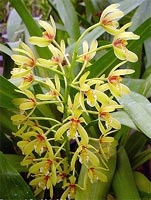 Cymbidium Chloranthum var. Grandiflorum