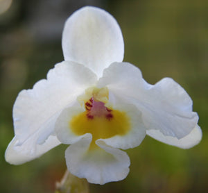 Dendrobium Beautiful Egg