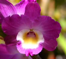 Dendrobium Great Expectations 'Command Performance' x (Bird of Paradise x Corona Monarch)
