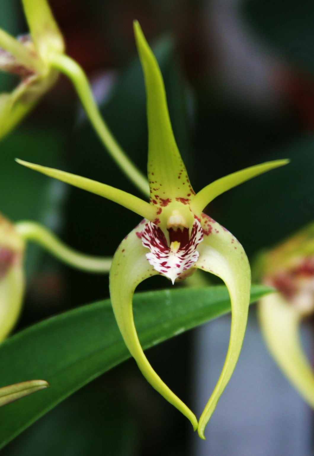 Dendrobium Hilda Poxon