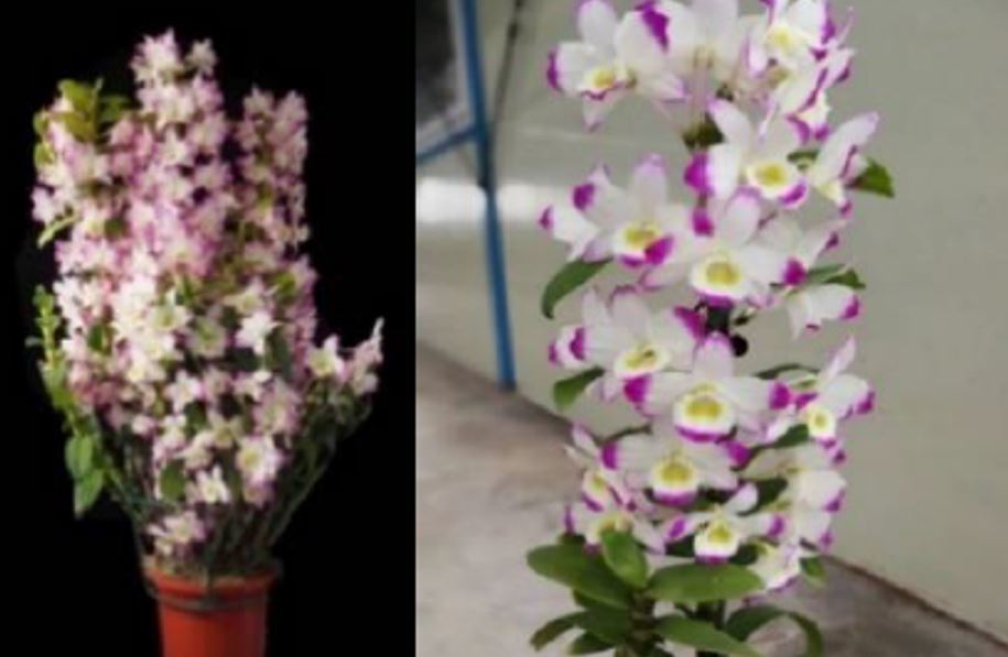 Dendrobium Second Love 