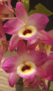 Dendrobium Shinomome