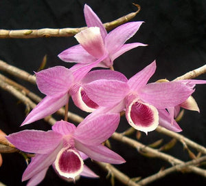 Dendrobium Adastra