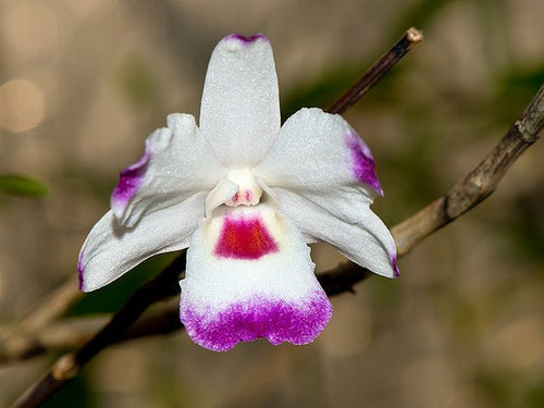 Dendrobium Annae