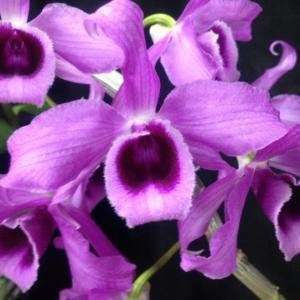 Dendrobium Anosmum