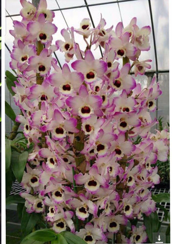 Dendrobium C T Sally Honey