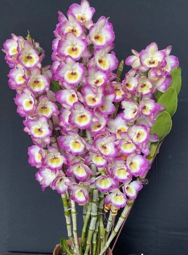 Dendrobium Crown