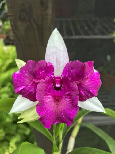 Dendrobium Frieda Bratanata '# 1 '